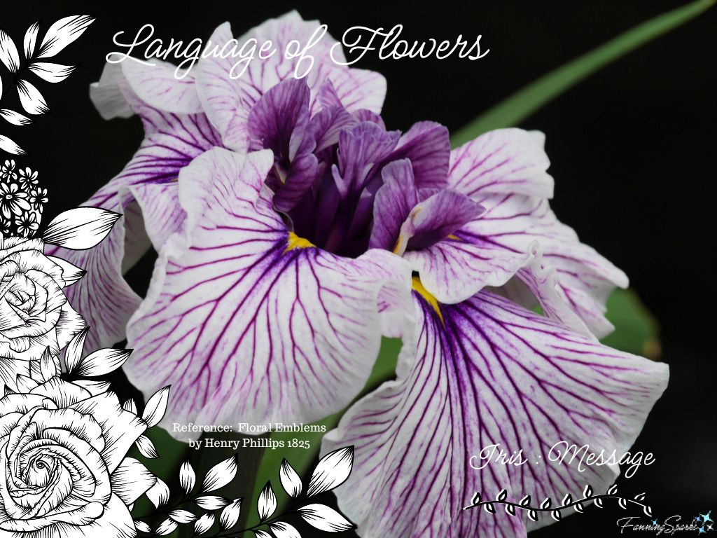 Language of Flowers – Iris   @FanningSparks