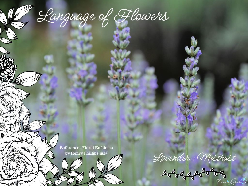 Language of Flowers – Lavender   @FanningSparks