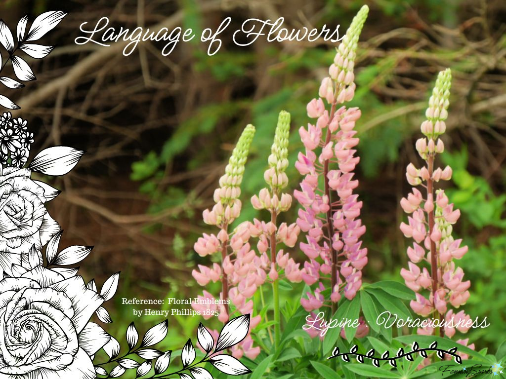 Language of Flowers – Lupine   @FanningSparks