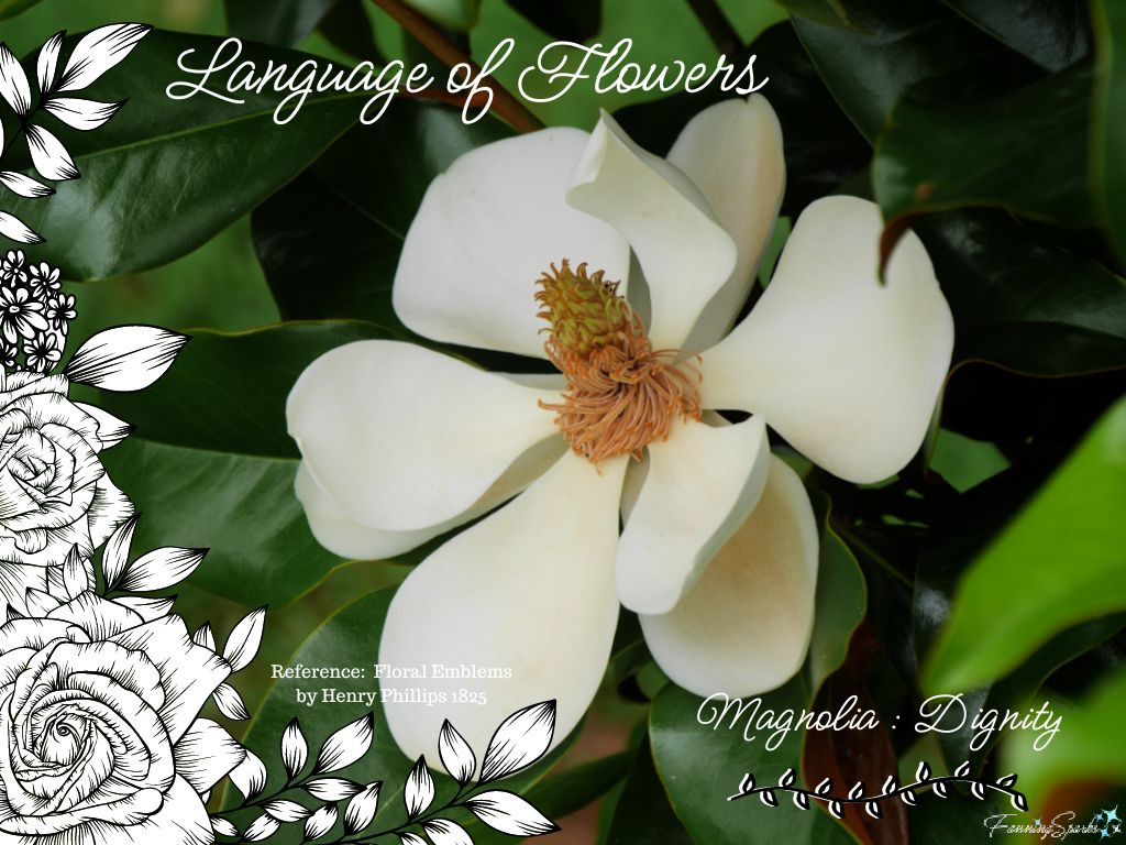 Language of Flowers – Magnolia   @FanningSparks