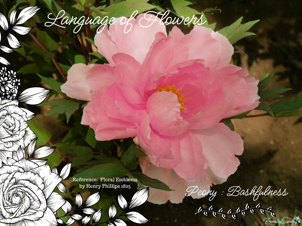 Language of Flowers – Peony   @FanningSparks