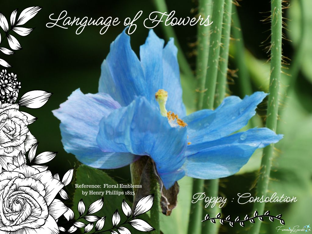 Language of Flowers – Poppy   @FanningSparks