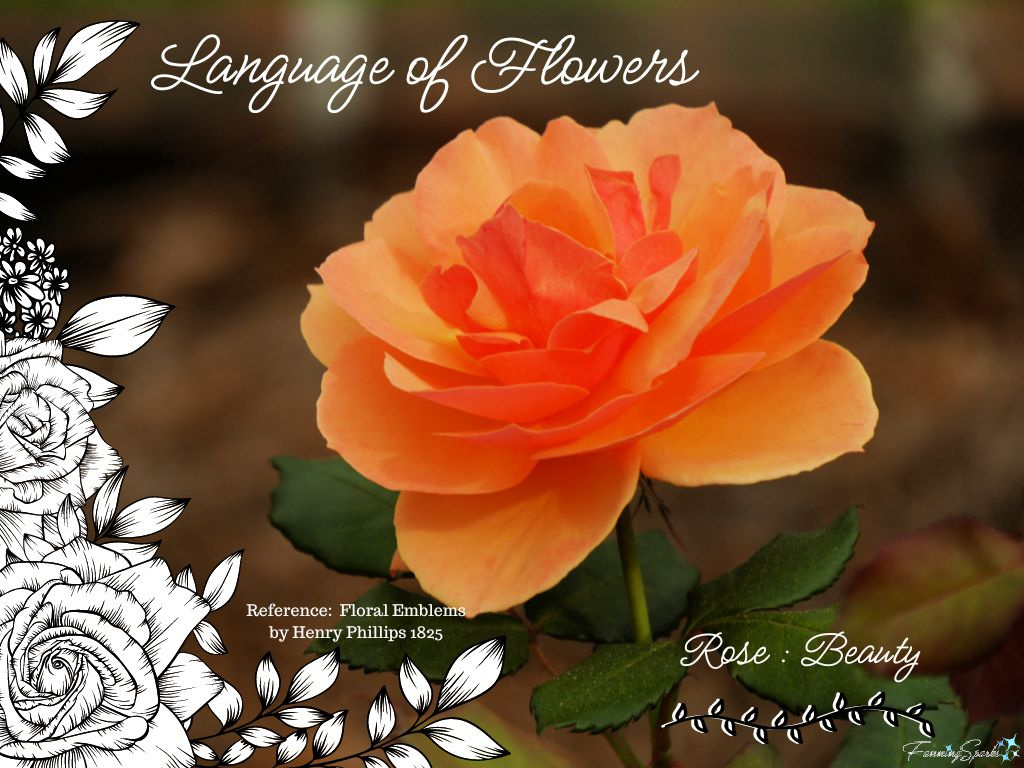 Language of Flowers – Rose   @FanningSparks