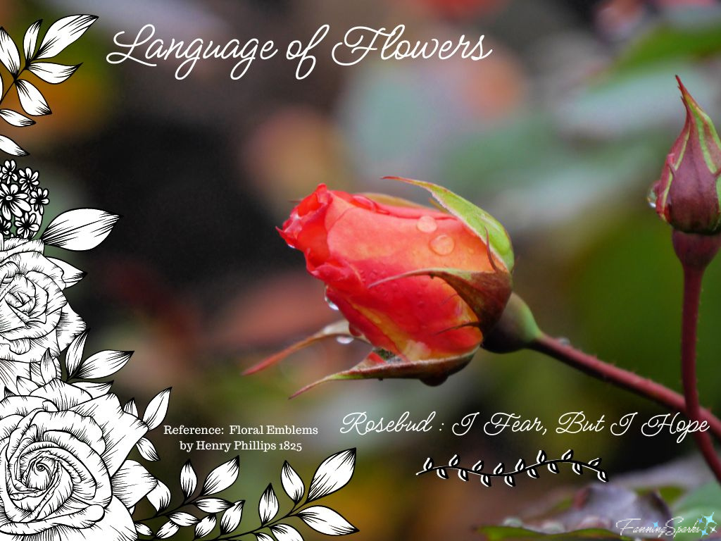 Language of Flowers – Rosebud   @FanningSparks