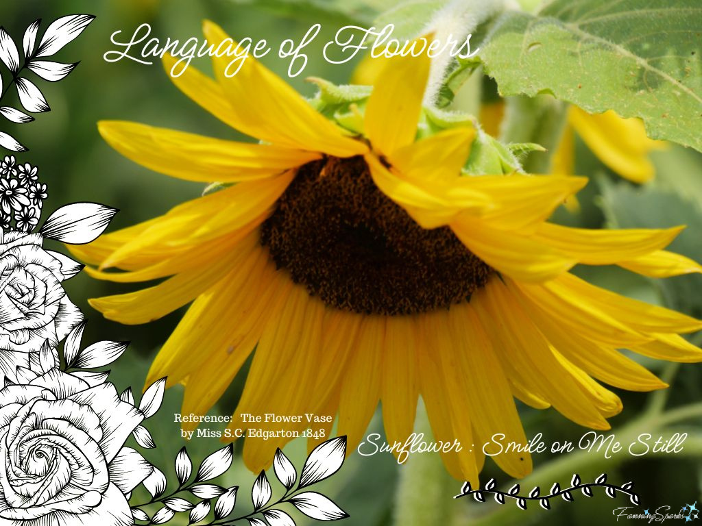 Language of Flowers – Sunflower   @FanningSparks