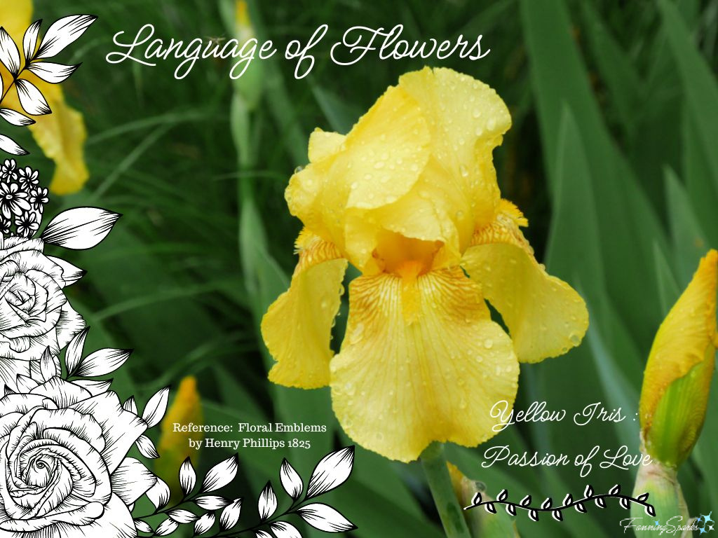 Language of Flowers – Yellow Iris   @FanningSparks