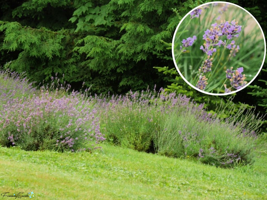 Lavender in Bloom   @FanningSparks