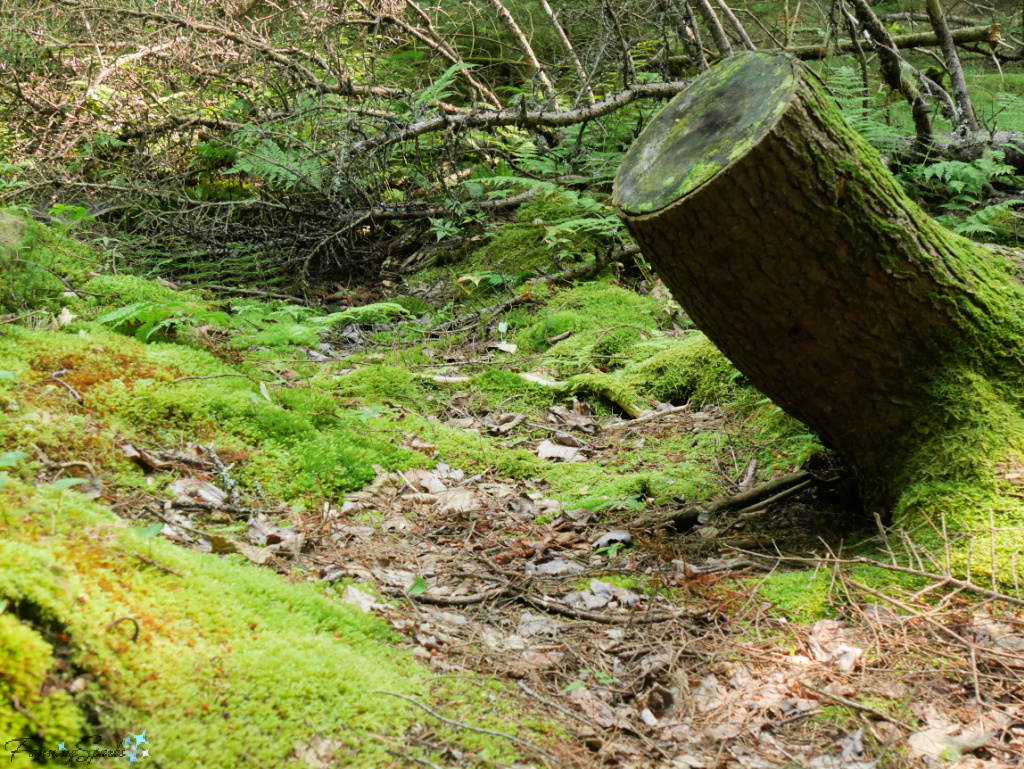 Moss-Covered Stump in Oakfield Park Nova Scotia   @FanningSparks