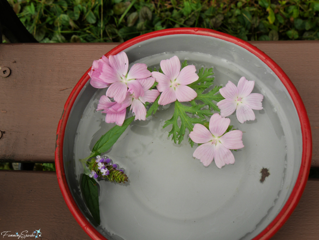 Musk Mallow (Malva moschata) Blooms Floating in Water   @FanningSparks