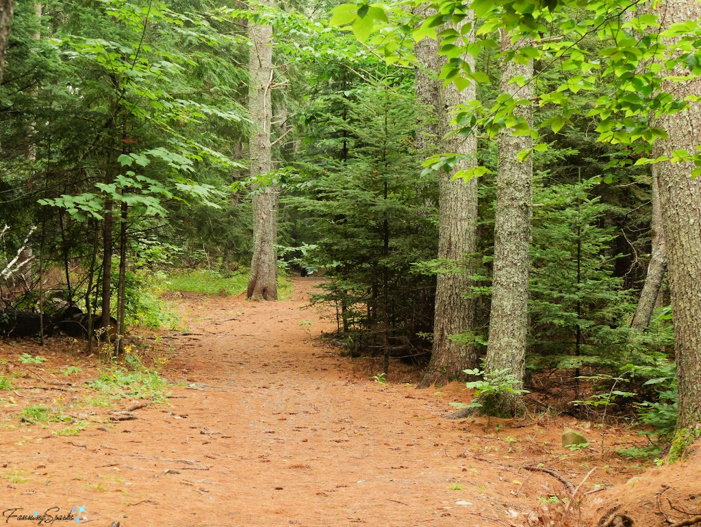 Pine Needle Carpet on Path in Oakfield Park Nova Scotia   @FanningSparks