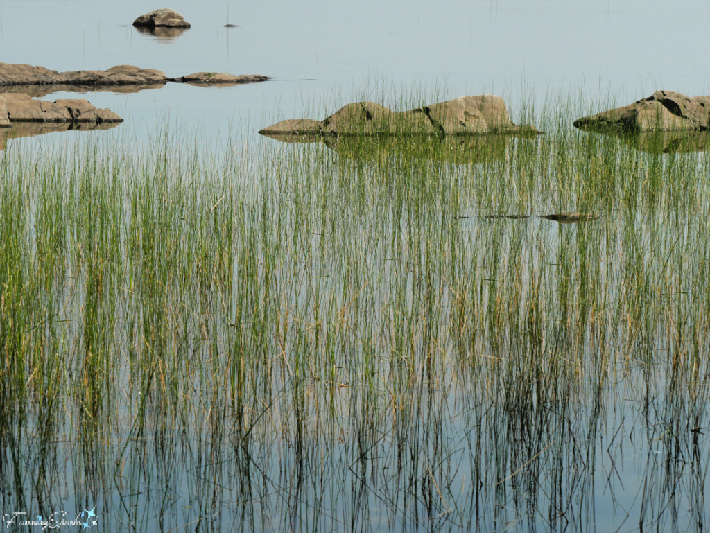 Rocks and Tall Grass in Water at Oakfield Park Nova Scotia   @FanningSparks