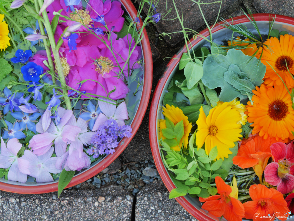 Two Bowls of Natural Elements for Flower Hammering    @FanningSparks