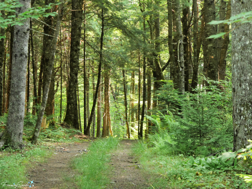 Walking Trail Through Oakfield Park Nova Scotia 2   @FanningSparks