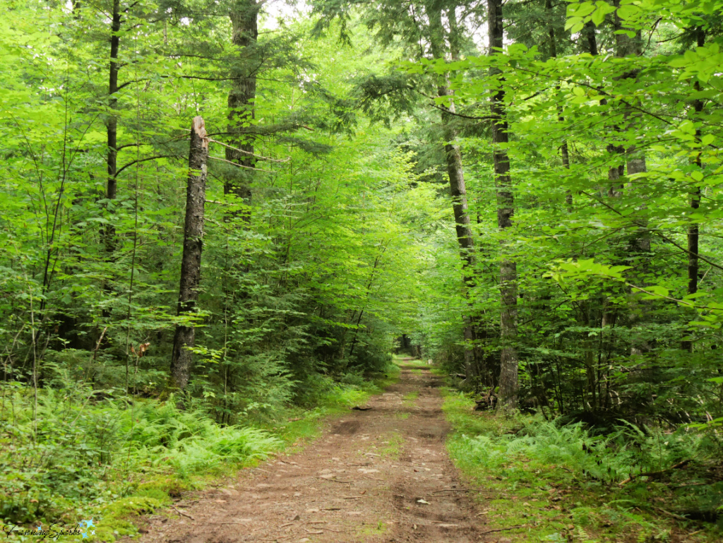 Walking Trail Through Oakfield Park Nova Scotia 4   @FanningSparks