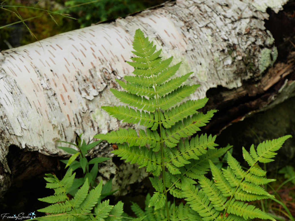 Wood Fern and Birch Bark in Oakfield Park Nova Scotia   @FanningSparks