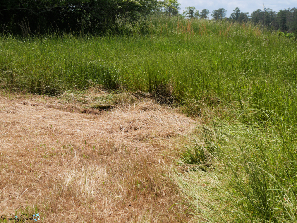 Cut Grass at Edge of Farm Field in Georgia   @FanningSparks