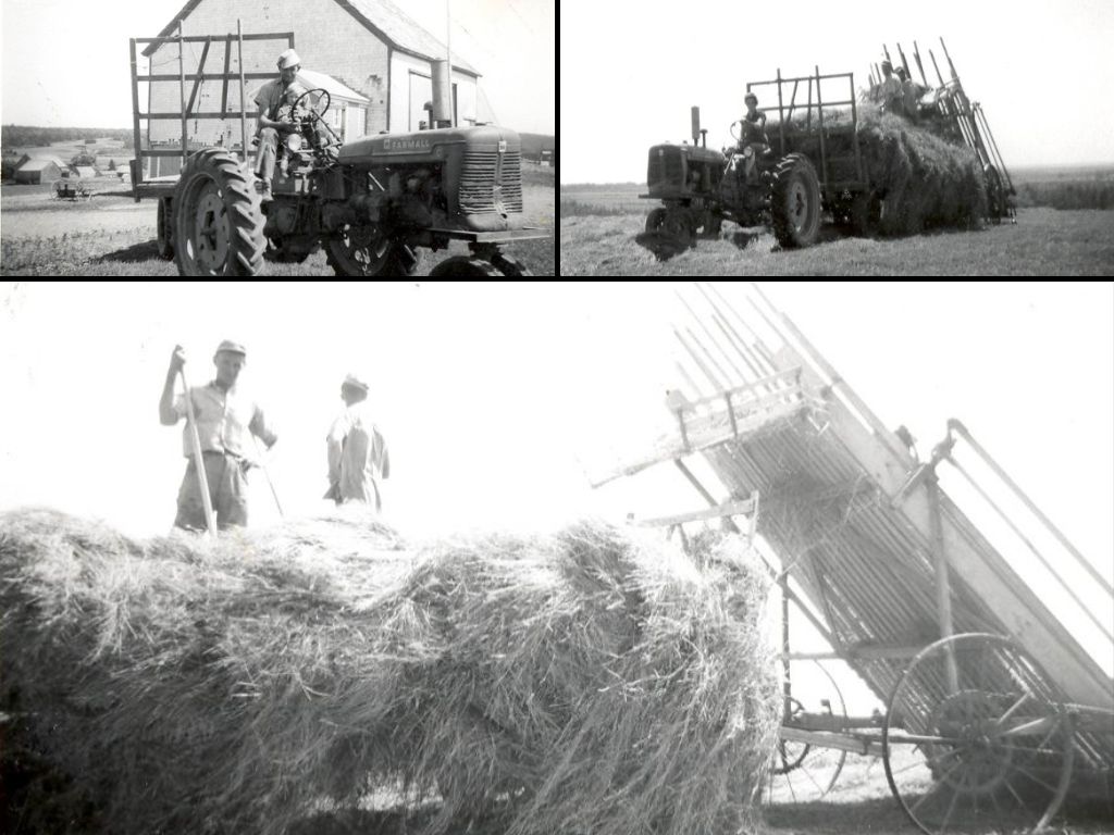 Dad Makes Hay in Nova Scotia circa 1957   @FanningSparks