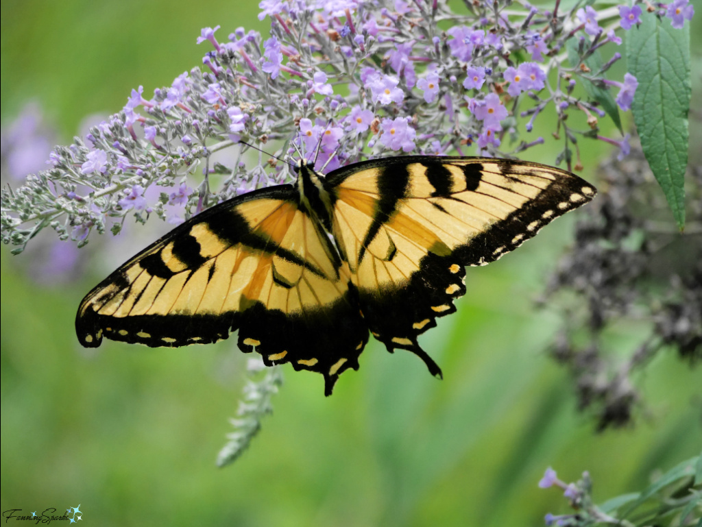 Eastern Tiger Swallowtail on Butterfly Bush   @FanningSparks