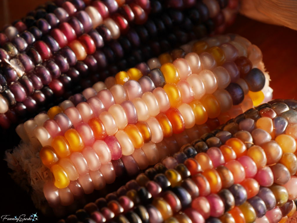 Glass Gem Corn at John C Campbell Folk School   @FanningSparks