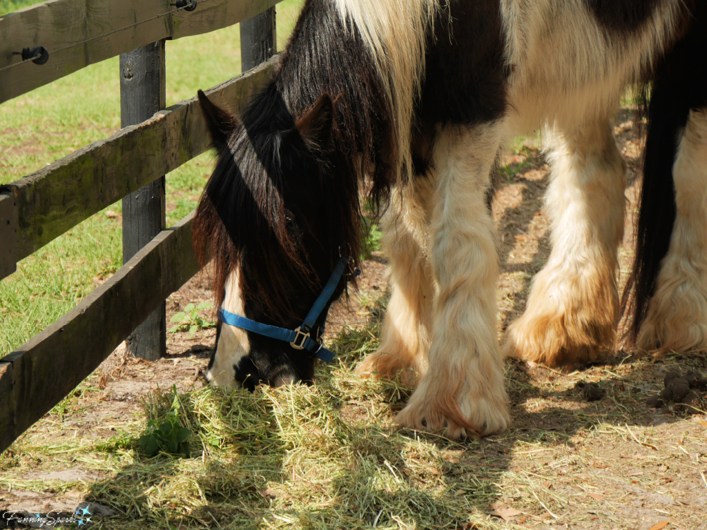 Gypsy Vanner Horse Eats Hay at Gypsy Gold Horse Farm in Florida   @FanningSparks