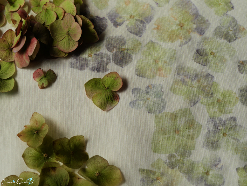 Hammering Hydrangea Florets onto Cotton Fabric   @FanningSparks