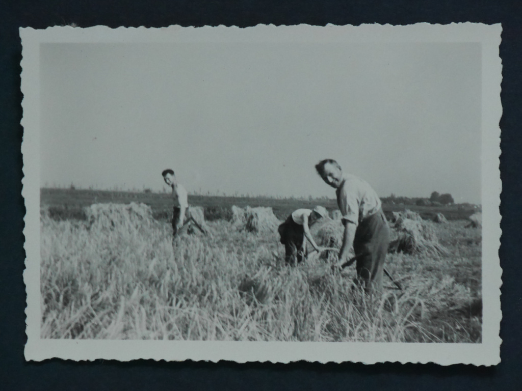 Opa Verboom Cuts Wheat in Moordrecht Netherlands   @FanningSparks