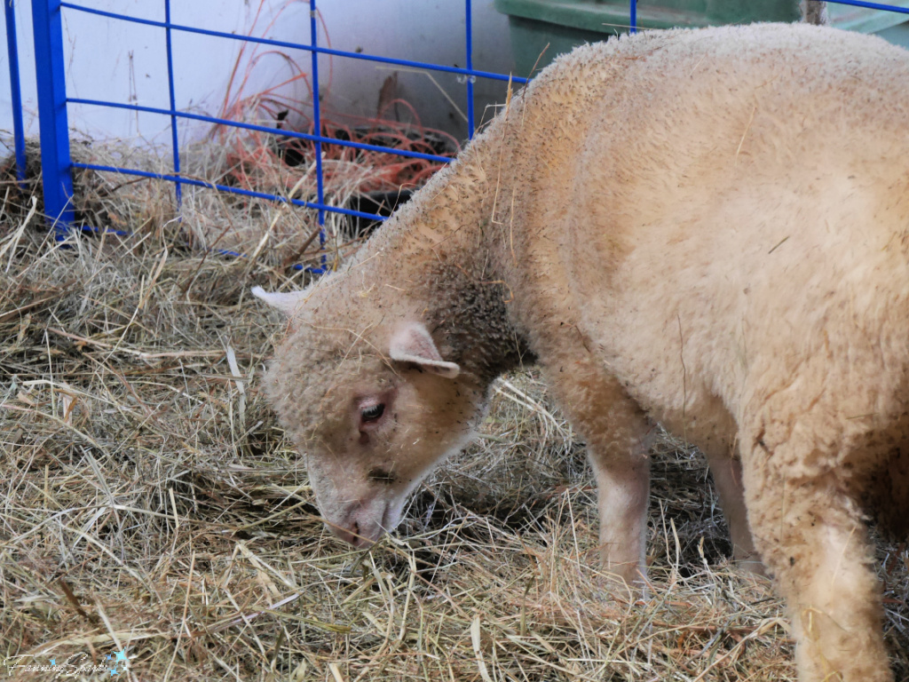 Sheep Eats Hay at Lismore Sheep Farm River John Nova Scotia   @FanningSparks