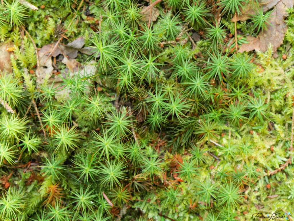 Starburst-Shaped Plants in Oakfield Park Nova Scotia   @FanningSparks