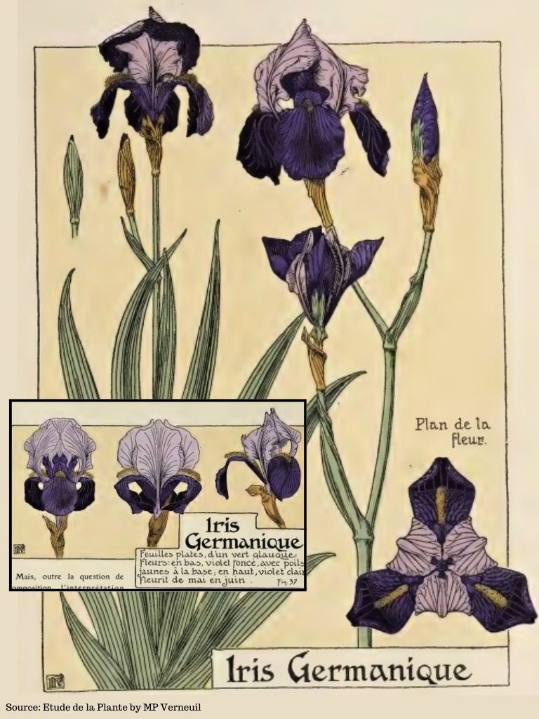 Verneuil Plant Study Sketch of Iris Germanique   @FanningSparks