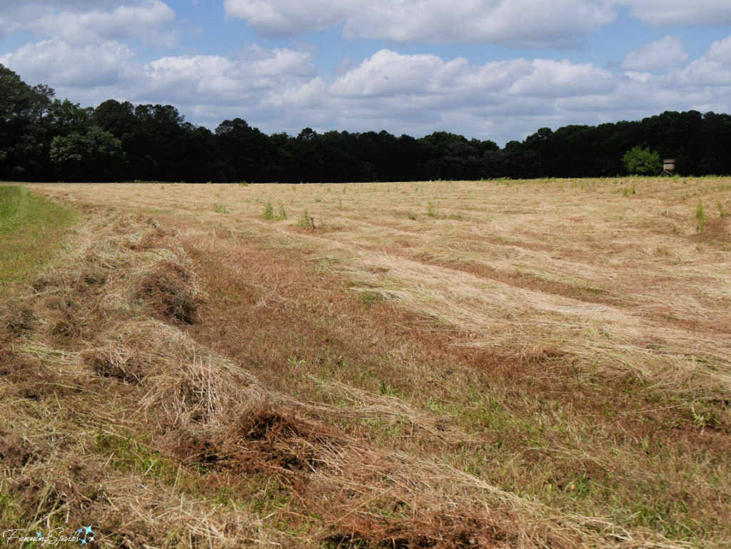 Windrowed Grass on Farm Field in Georgia   @FanningSparks