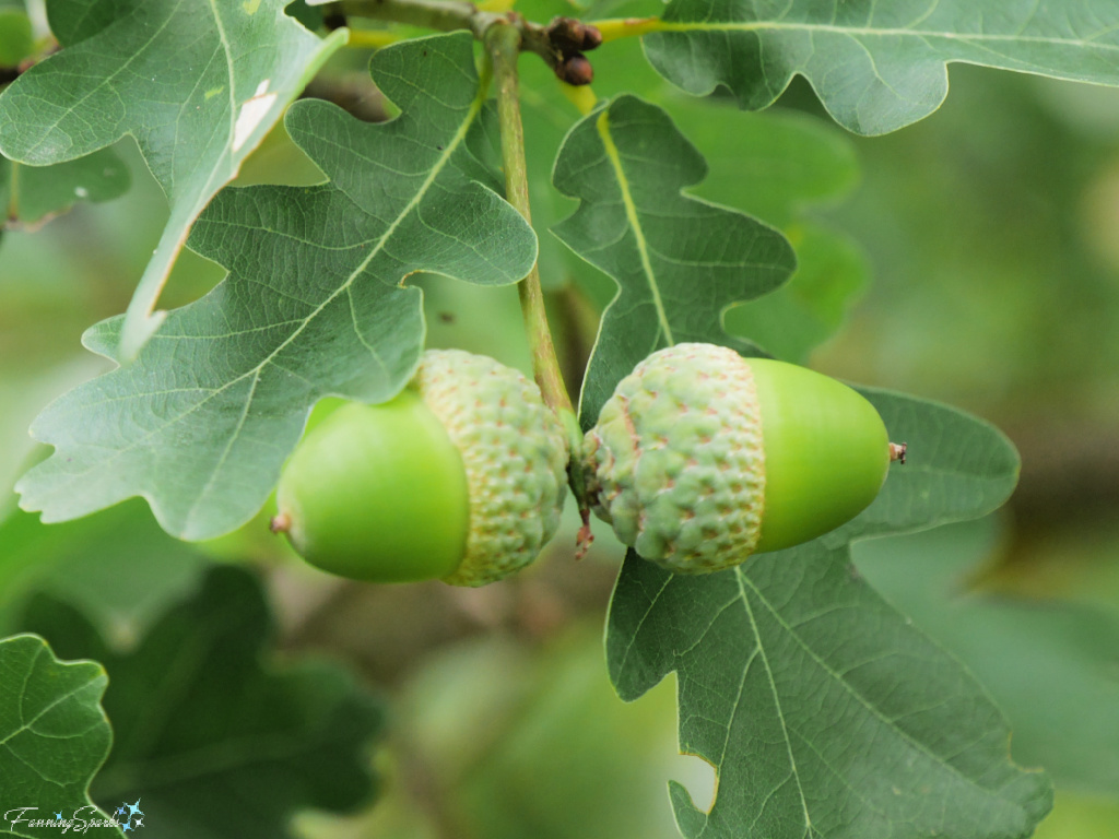 Acorns Growing on Oak Tree   @FanningSparks