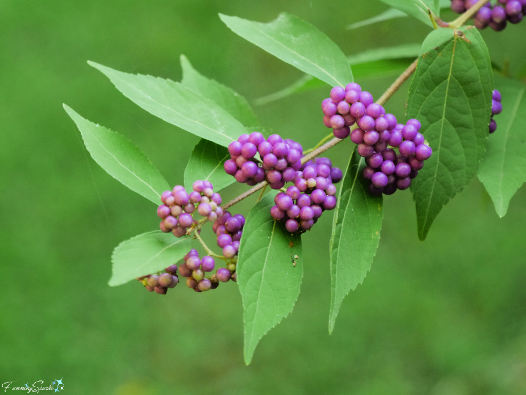 American Beautyberry Ripe Berries   @FanningSparks