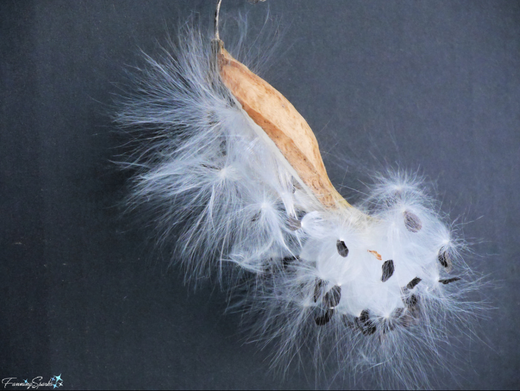 Anglepod Milkvine Bursting Seed Pod   @FanningSparks