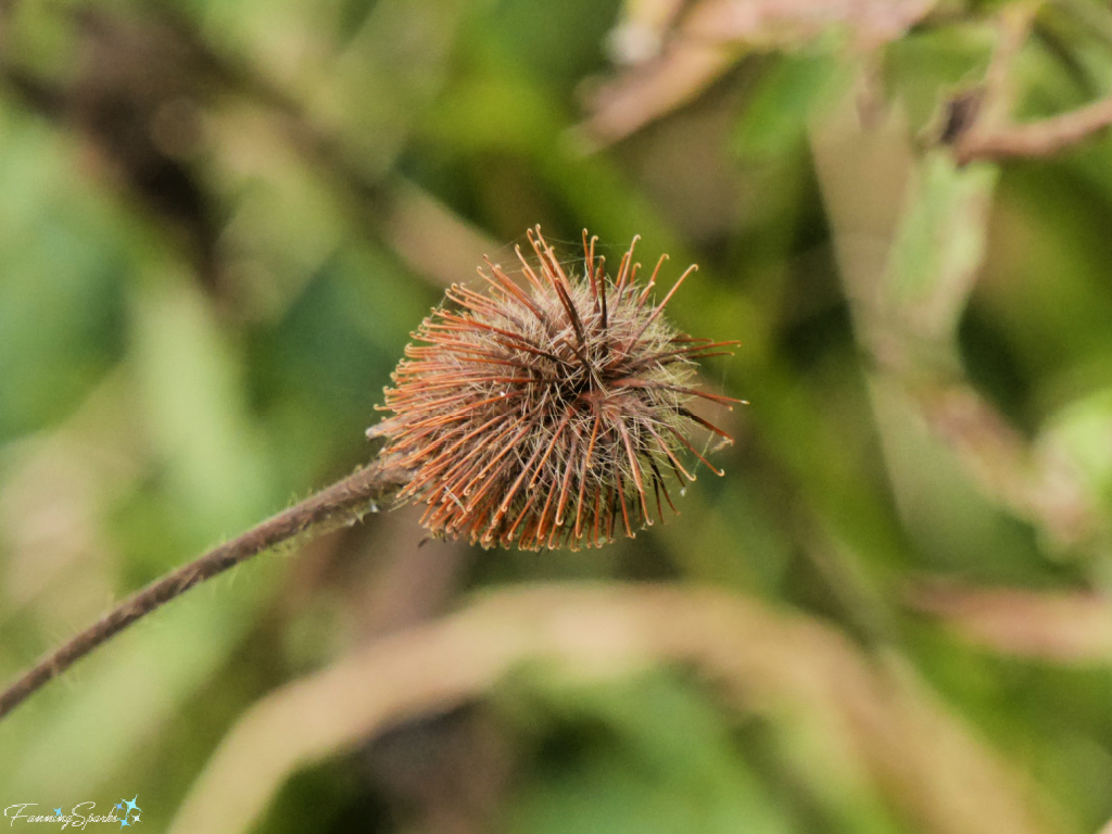 Burrs Attach to Hair and Fur to Disperse Seeds   @FanningSparks