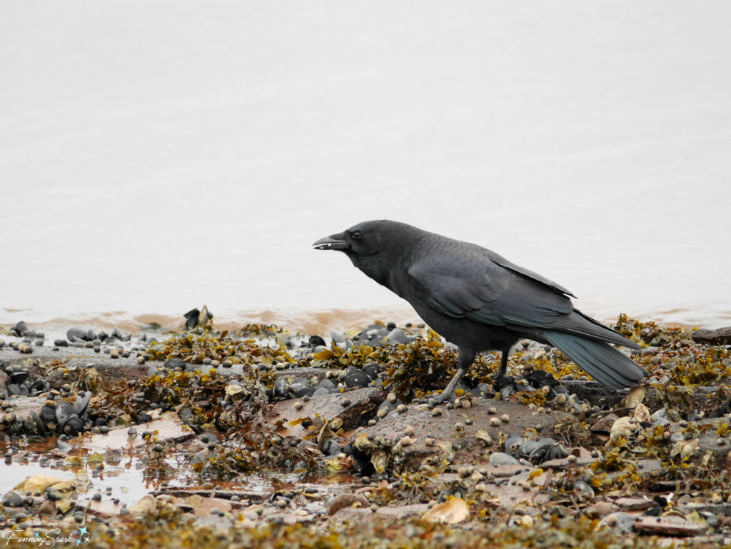 Crow Foraging Along Charlottetown Harbour PEI   @FanningSparks