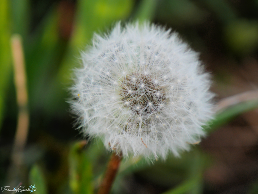 Dandelion Gone to Seed   @FanningSparks