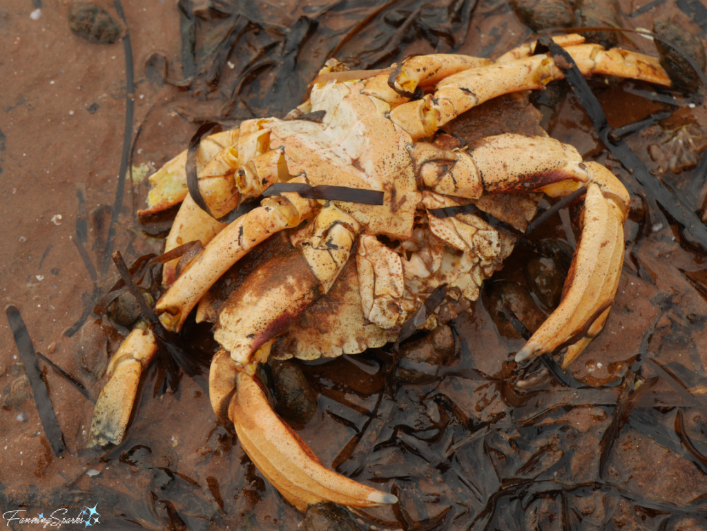 Dead Crab in Hillsborough Bay PEI   @FanningSparks