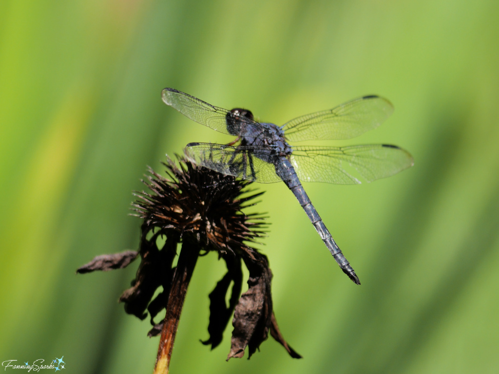 Dragonfly Rests on Small Coneflower Seed Head   @FanningSparks