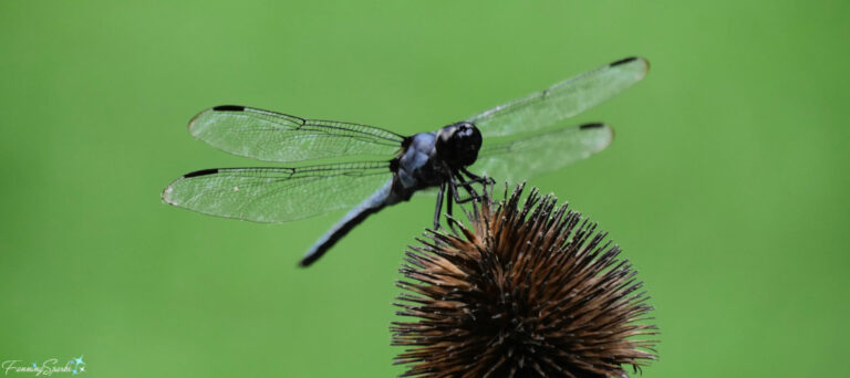 Dragonfly on Coneflower Seed Head @FanningSparks