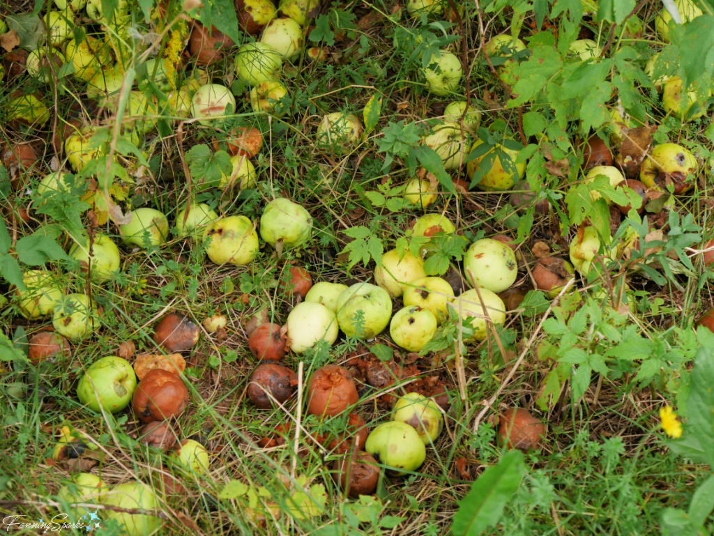 Fallen Apples on Ground   @FanningSparks