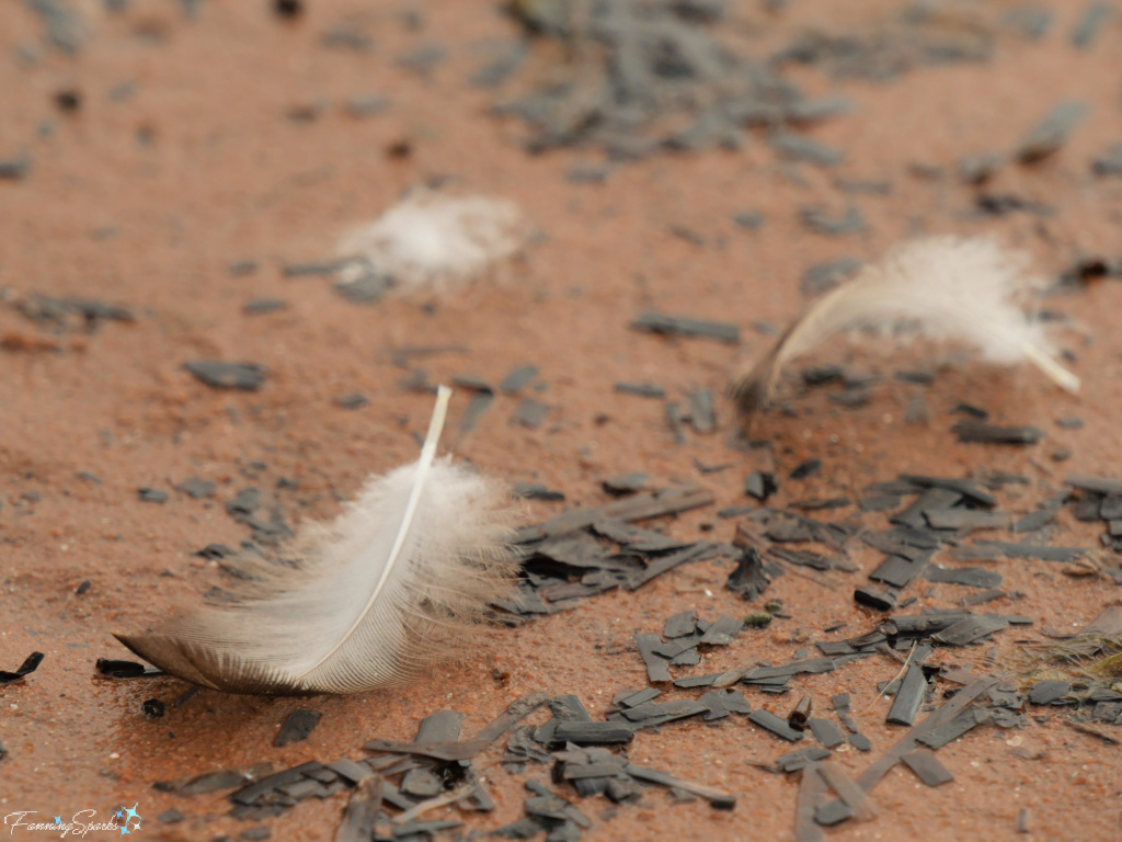 Feathers on PEI Beach   @FanningSparks