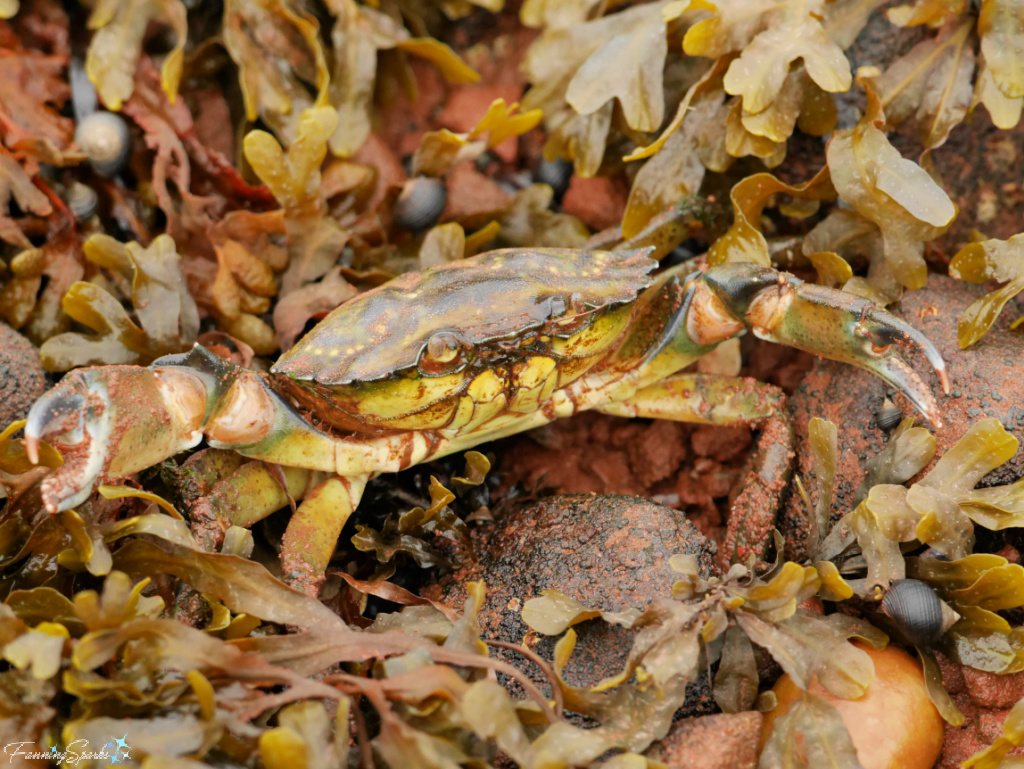 Green Crab in Charlottetown Harbour PEI   @FanningSparks