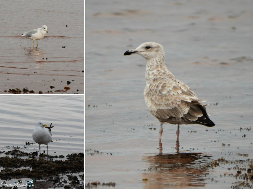 Gulls on PEI Shores   @FanningSparks