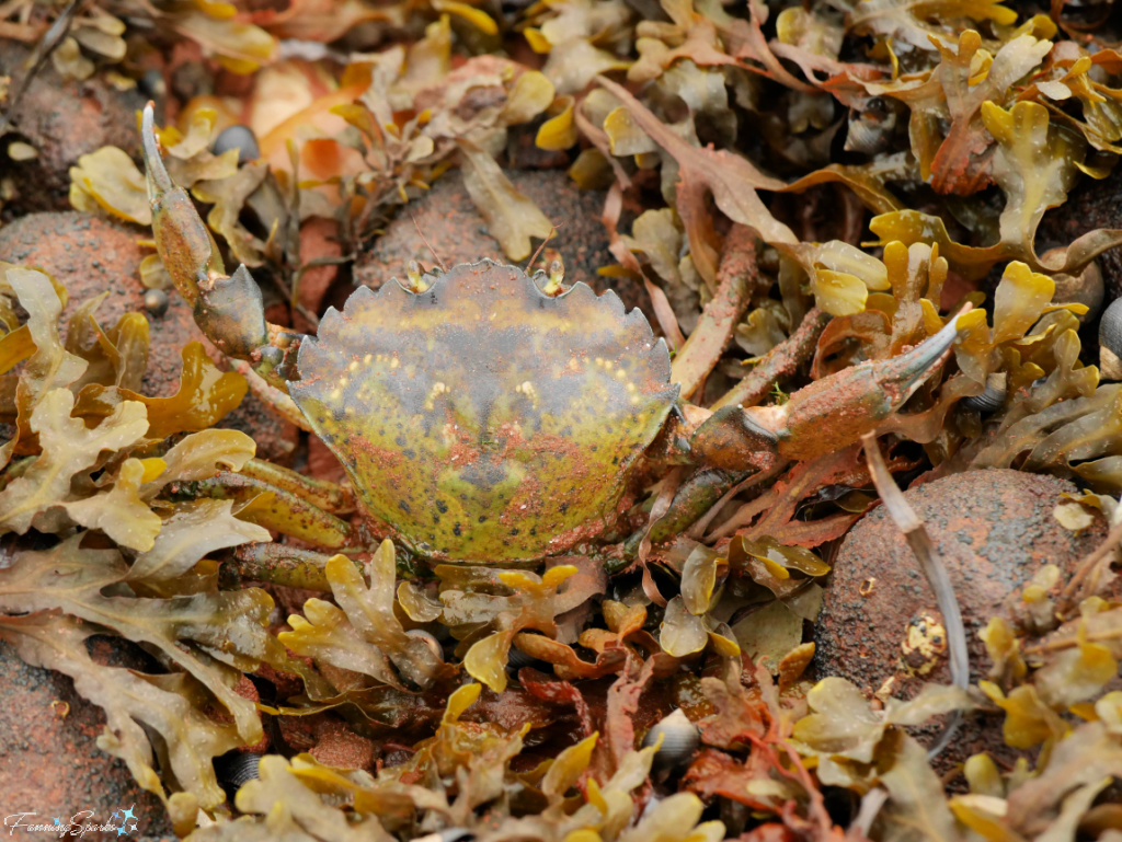 Hidden Green Crab in Charlottetown Harbour PEI   @FanningSparks