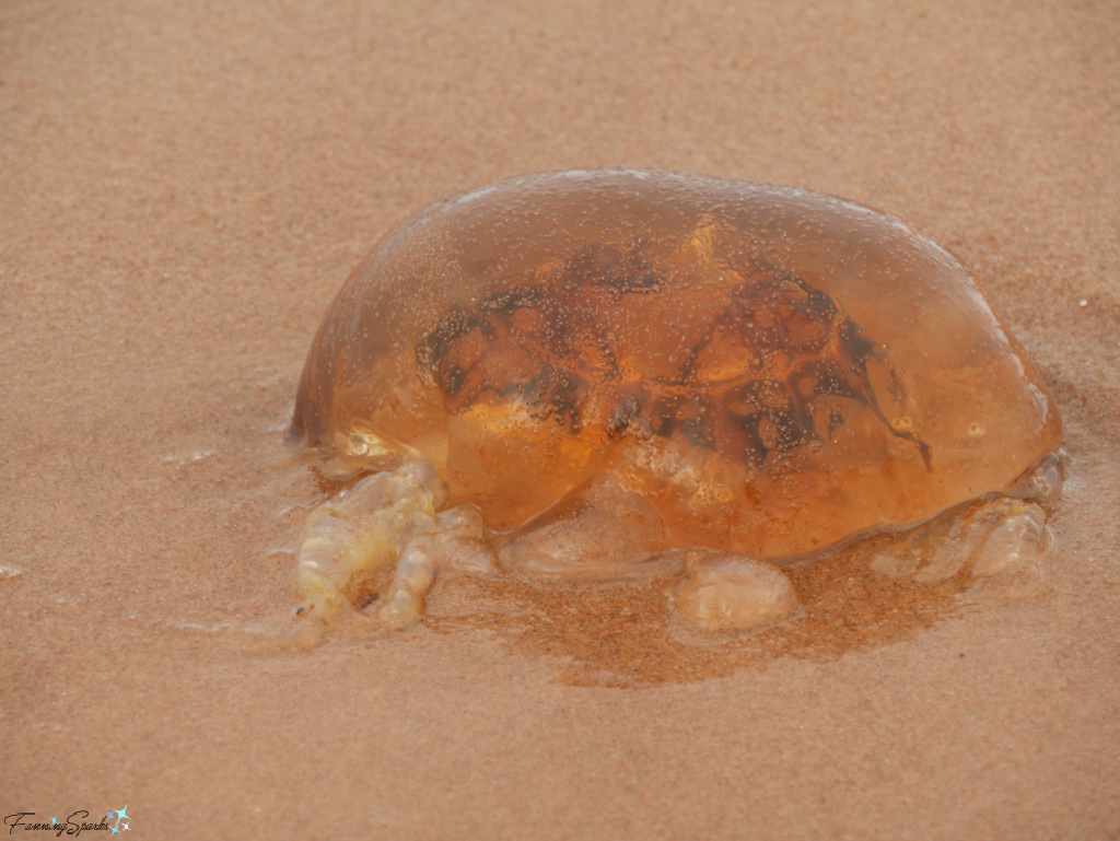 Lions Mane Sea Jelly Greenwich PEI   @FanningSparks