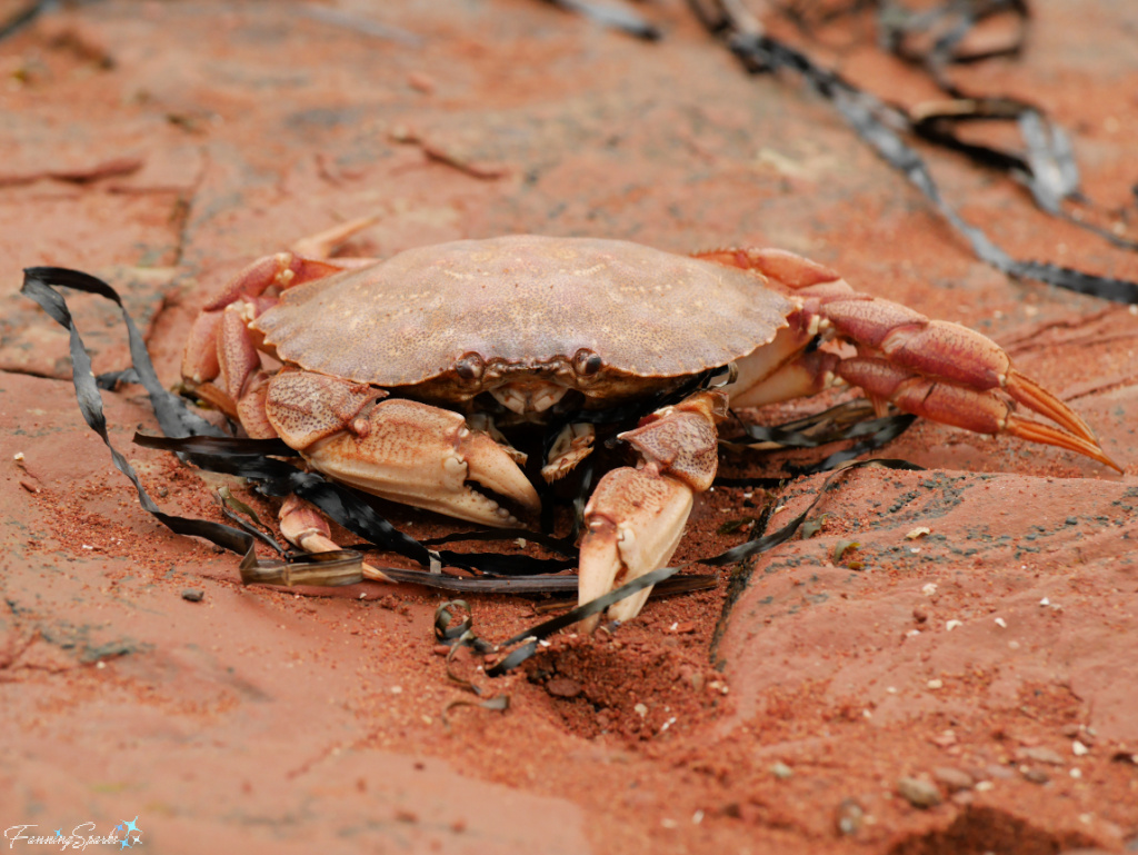 Live Atlantic Rock Crab in Charlottetown Harbour PEI   @FanningSparks