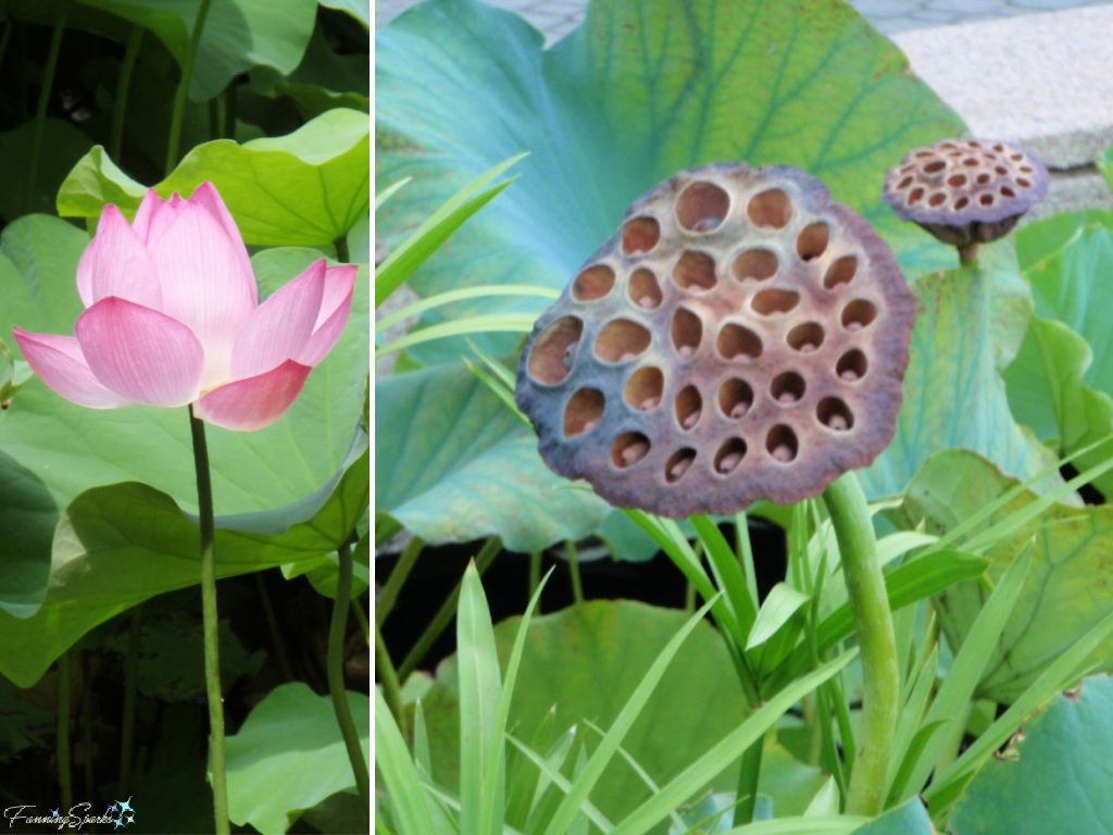 Lotus Bloom and Seed Pod   @FanningSparks