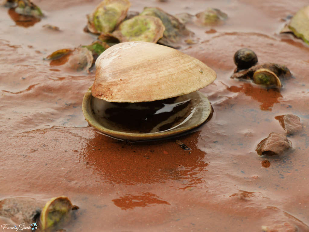 Open Northern Quahog at Charlottetown Harbour   @FanningSparks