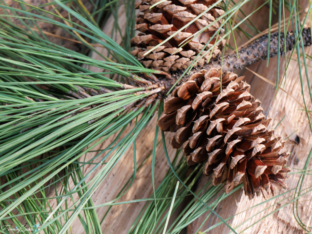 Pine Cones With Seeds in Scales   @FanningSparks