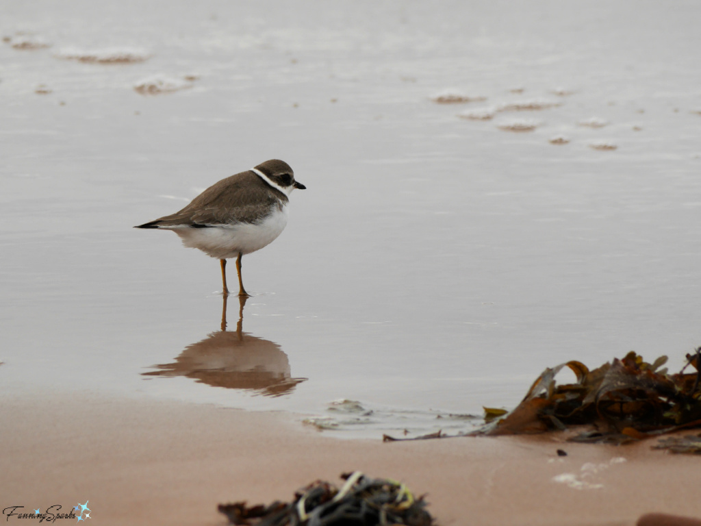 Plover Reflected at Greenwich Beach PEI   @FanningSparks